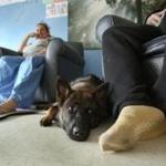 Callie, a mental health service dog from Commonwealth Care Alliance, relaxed with two patients at Carney Hospital in Dorchester. 