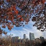 A view of trees on Boston Common with many leaves still on trees.