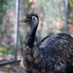 North Attleborough Ma 09/03/2015 A Emu at the North Attlrborough WWI Memorial Park and Zoo photographed for Addresses . Staff/Photographer Jonathan Wiggs Topic: Reporter