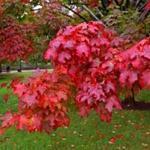 Fall colors were seen in the Boston Public Garden late last month. 