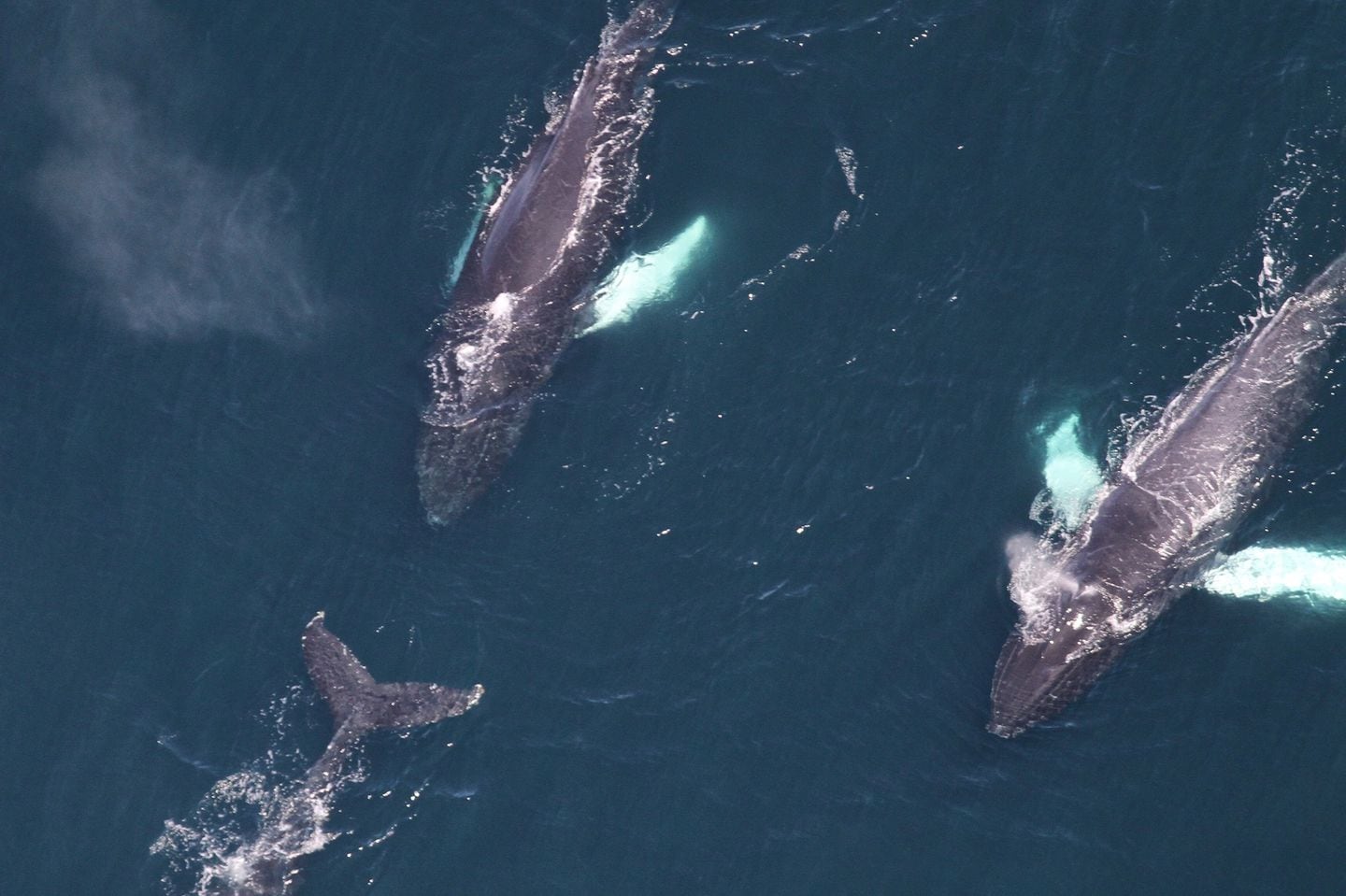 Researchers spotted 161 whales south of Martha's Vineyard and southeast of Nantucket during a recent aerial survey.