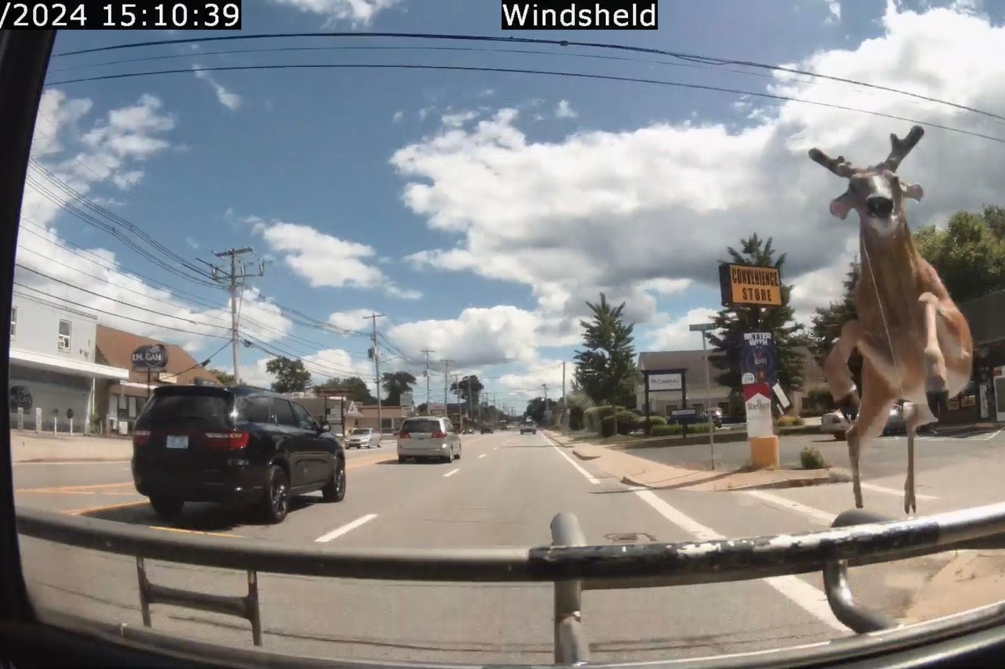 A deer leaped through the windshield of a RIPTA bus Monday.