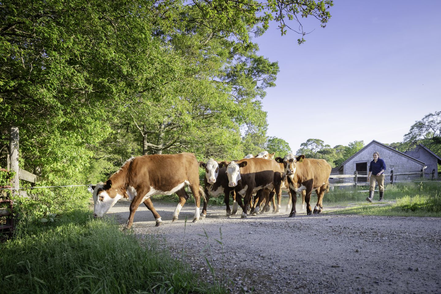 Jo Douglas trails behind some of her heifers.