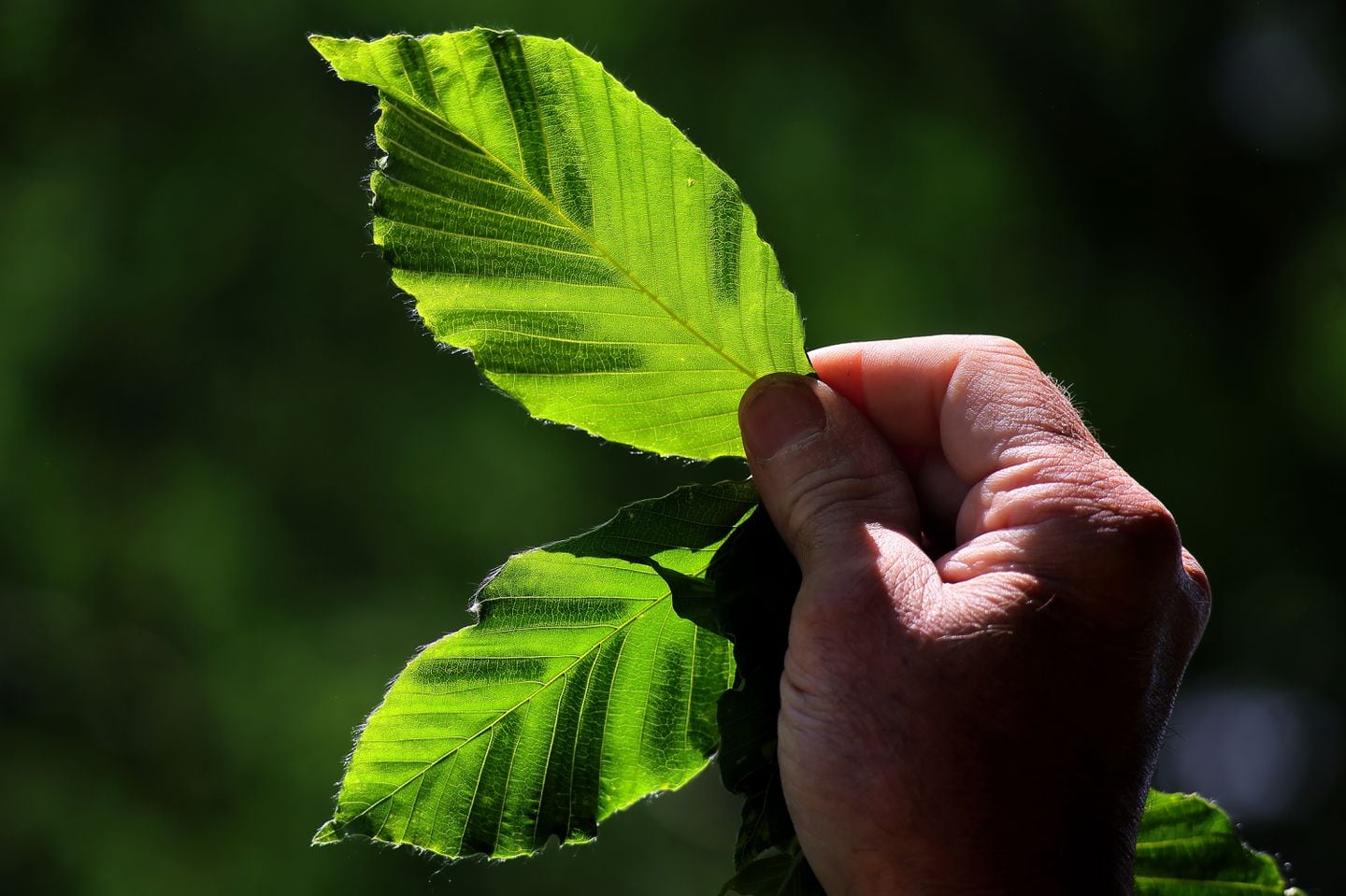 Boston, MA.  06/05/24 -  DelRosso holds up some beech leaves to reveal the patterned dark spots caused by disease.  Numerous varieties of beech tree in the Arnold Arboretum suffer attacks from nematodes that spread disease, with many of the trees unlikely to survive another year, according to Head Arborist John DelRosso (cq).  (Lane Turner/Globe Staff) Reporter: (Maura Intemann)  Topic: (061624beechdisease). 
