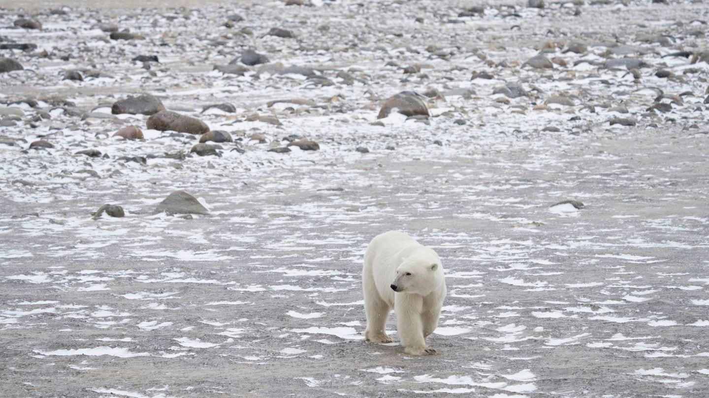 A female polar bear stalked prey on the shores of Hudson Bay in Canada. Polar bears in the Southern Hudson Bay could go extinct as early as the 2030s because the sea ice that helps them hunt for food is thinning, a new study suggests.