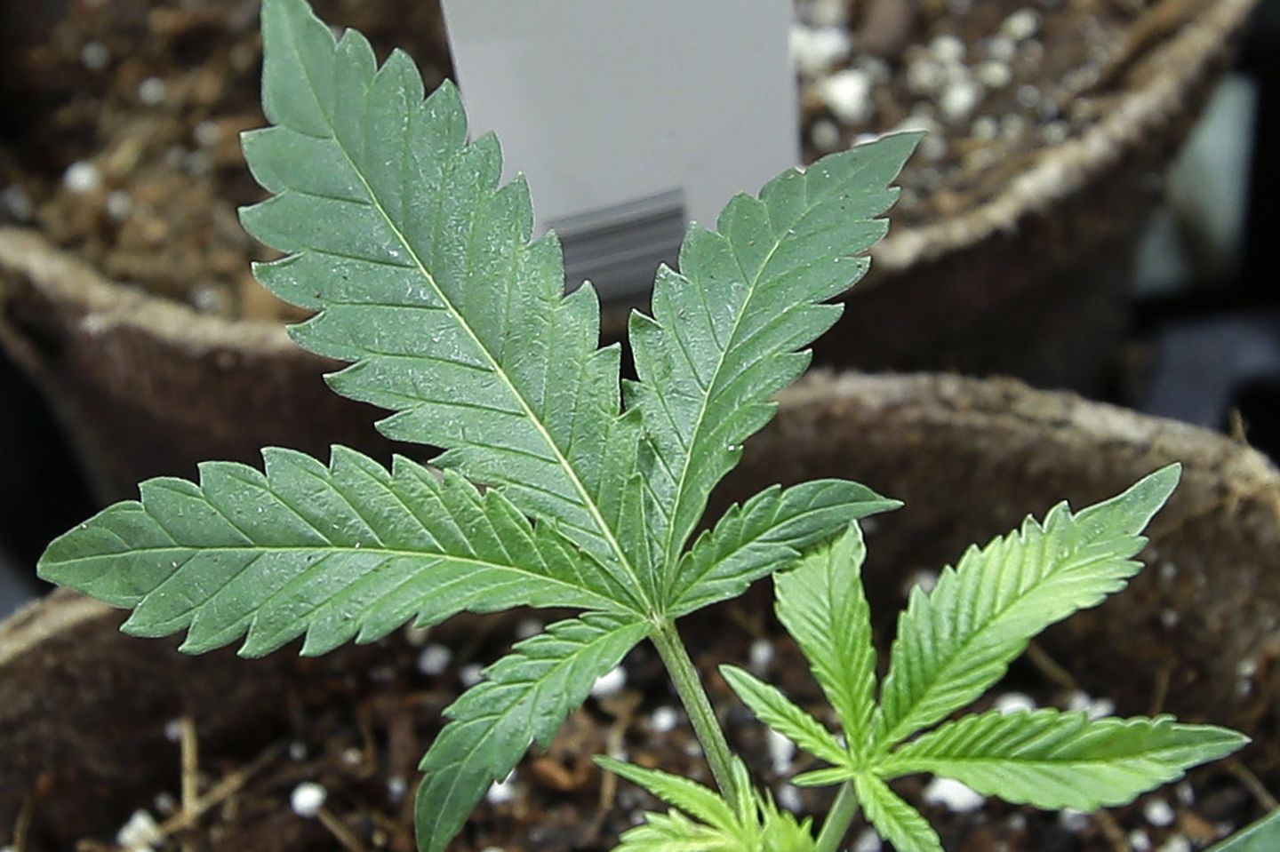 Newly transplanted cannabis cuttings grow in pots at a marijuana cultivation facility in Milford, Mass., in this 2018 file photo.