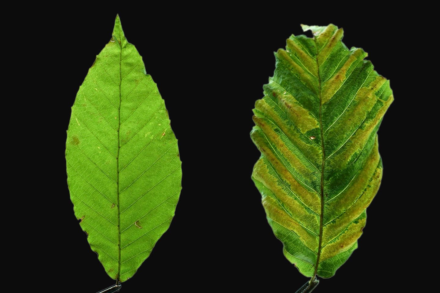 A healthy beech leaf on the left and one infected by the beech-killing worm on the right.