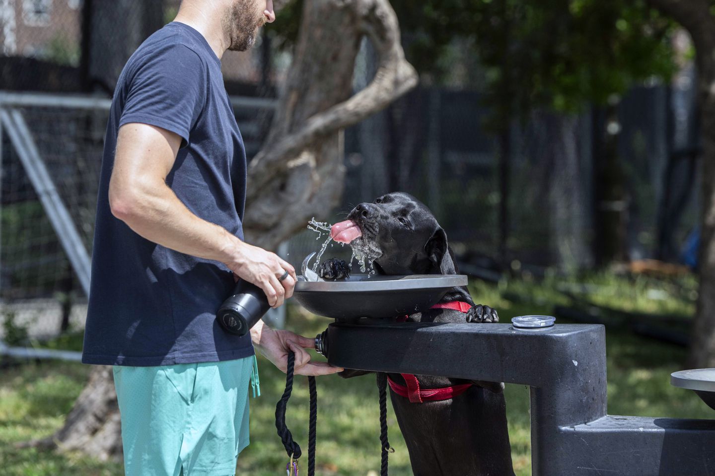 Gus the dog drinks from a water fountain in New York on Wednesday, June 19, 2024. Much of the Northeast will swelter through the weekend from the same heat wave that has already baked the Midwest.
