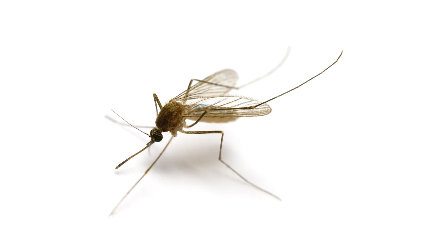 Eastern equine encephalitis is primarily transmitted by infected mosquitoes, particularly those in the Culiseta and Aedes groups.