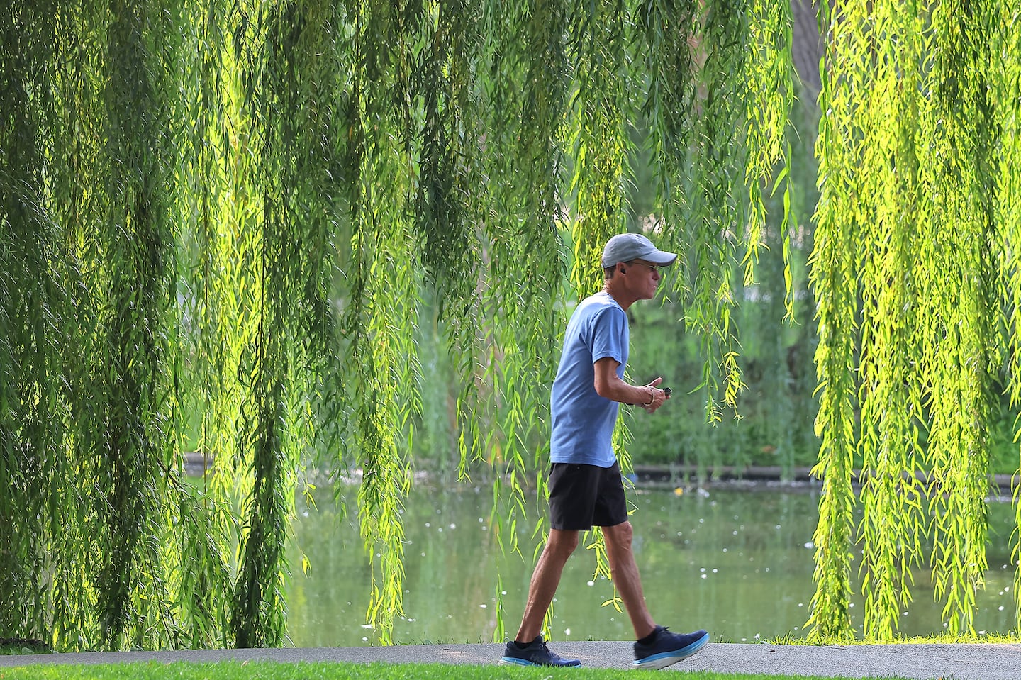 Weeping willows frame a pedestrian enjoying the morning sun and another day of pleasant weather and moderate temperatures in the Public Garden Thursday.