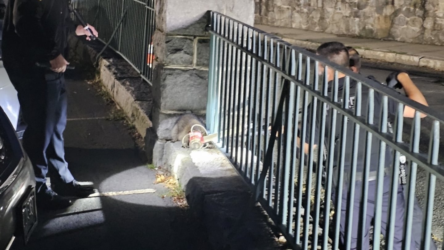 Police officers helped get a jar off the head of this raccoon outside of Methuen City Hall.