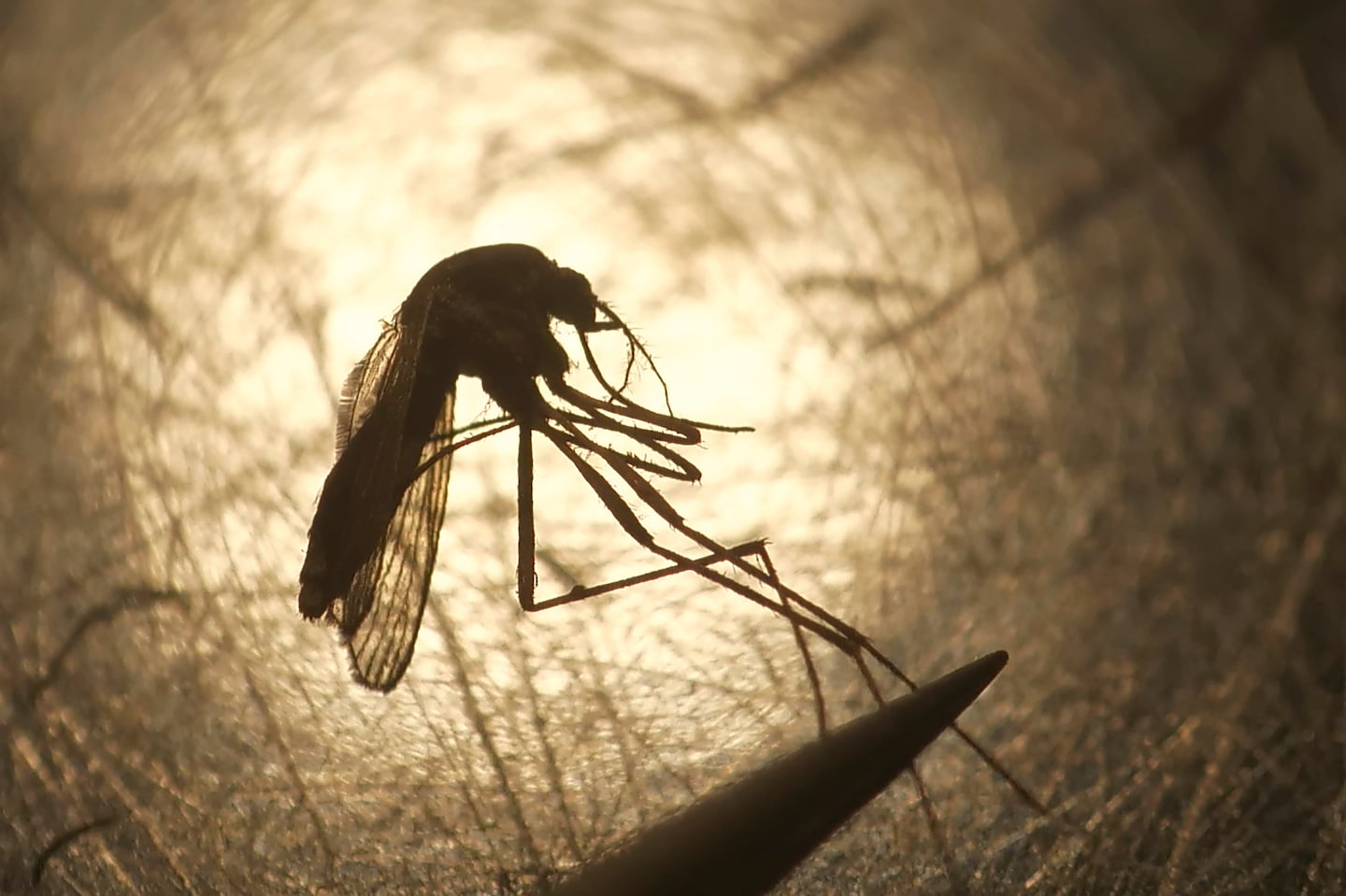 Four people in Massachusetts have been diagnosed with eastern equine encephalitis this year, a higher number than usual.