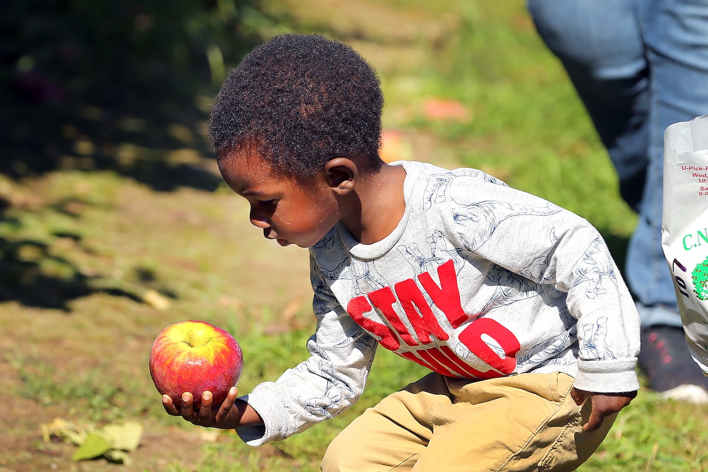 Brian Hankerson from Mansfield held an apple he picked off the ground while apple picking at the C.N. Smith Farm in East Bridgewater in 2022. After a few difficult seasons due to drought and frost, 2024 is expected to be a good year for apple picking in Massachusetts.