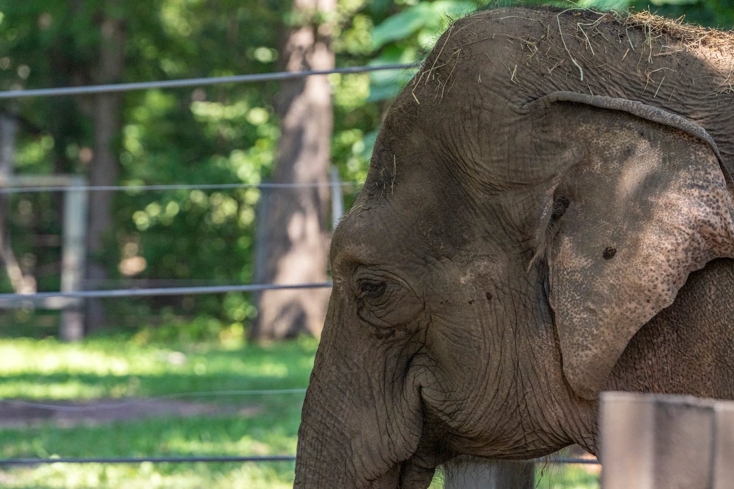 Patty is the other elephant, at at the Bronx Zoo. Happy the elephant, the star attraction of the Bronx Zoo, hasn't been seen since July.