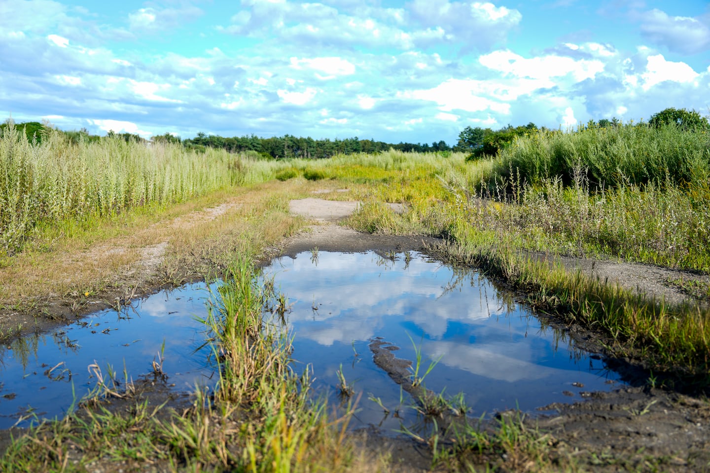 Mounds of organic materials have been sitting for the past two years at Massachusetts Natural Fertilizer after production was halted because of the presence of PFAS.