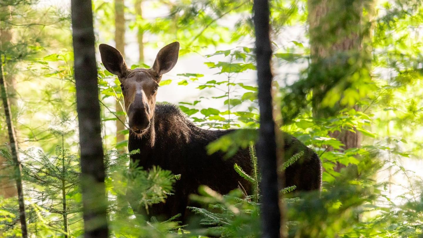 A moose found on a moose-finding expedition.