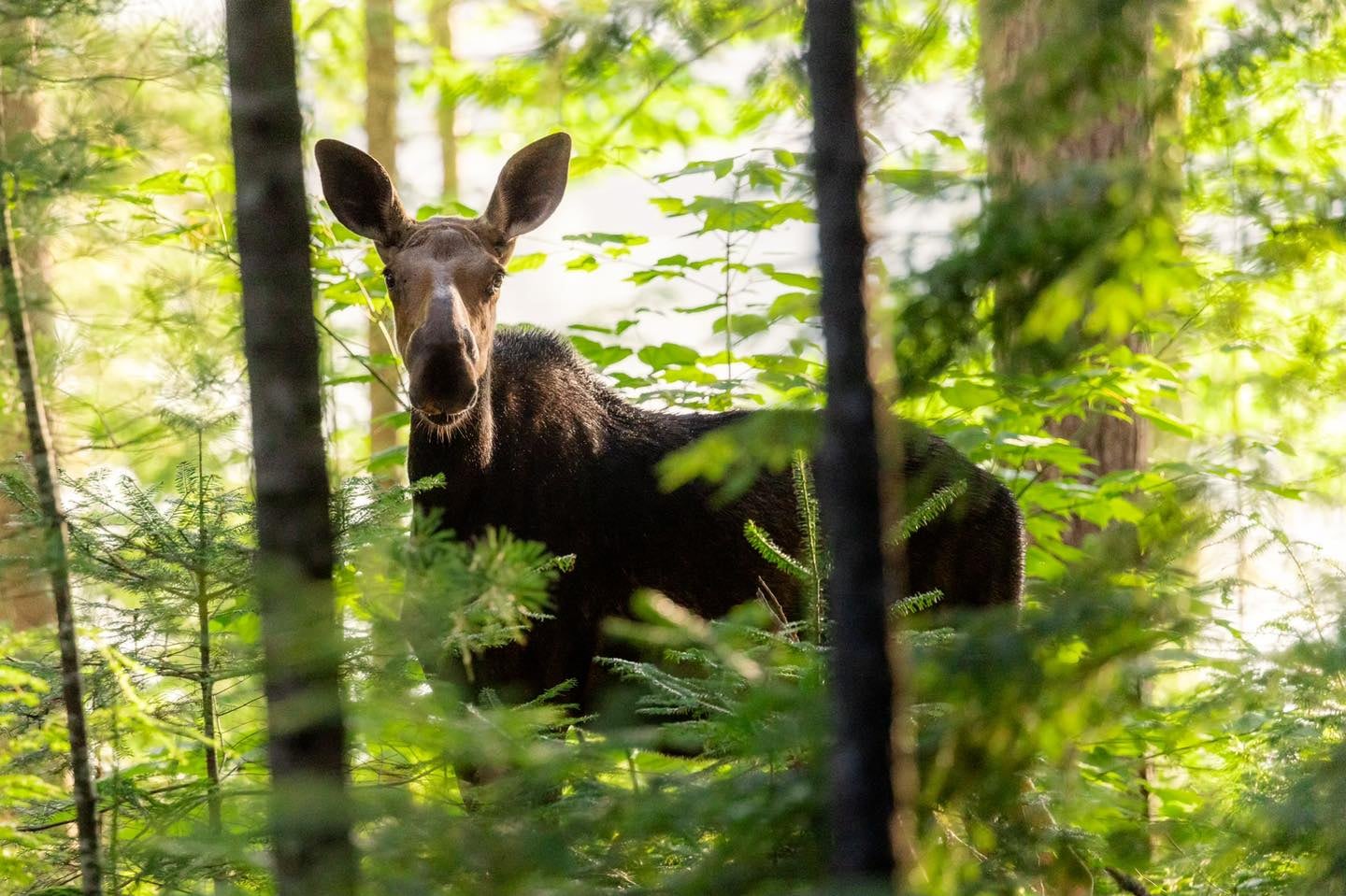 A moose found on a moose-finding expedition.