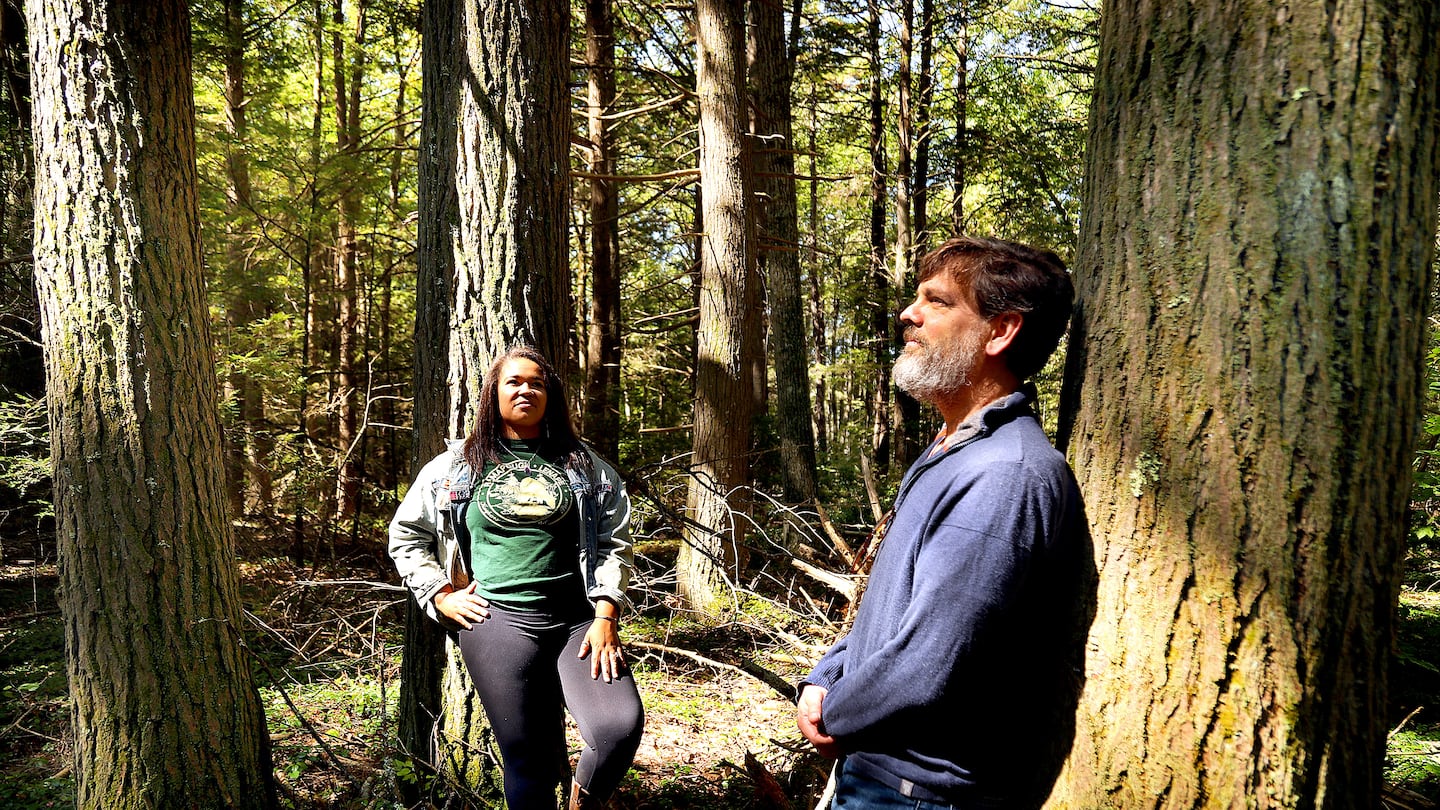 Keshia De Freece Lawrence (left), the Harvard Forest's Indigenous education specialist, paused with Neil Pederson, a forest ecologist, to observe the state of a grove of decades-old hemlock trees in the forest. The pair are in the early stages of a research project focused on the decline of the red-tailed hawk in the eastern woodlands.