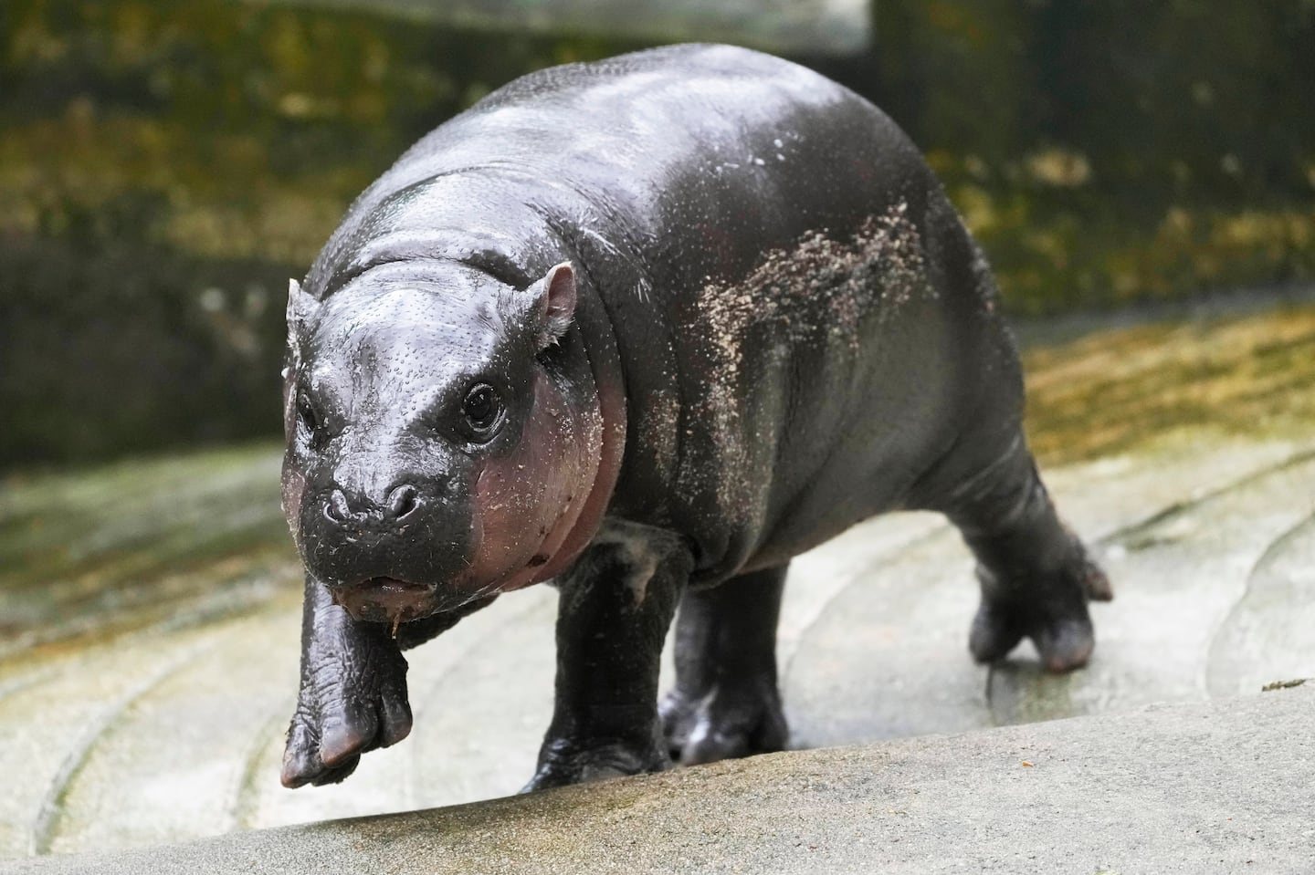 Two-month-old baby hippo Moo Deng walks at the Khao Kheow Open Zoo in Chonburi province, Thailand, Thursday, Sept. 19, 2024.