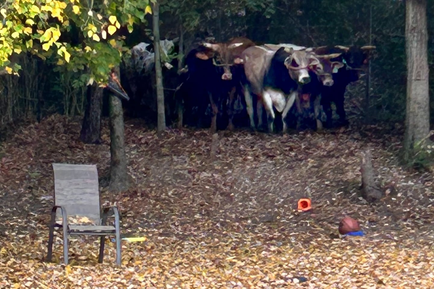 Eight bulls escaped from a rodeo at the Emerald Square Mall in North Attleboro. Authorities are trying to capture them in the back yard of a local resident.