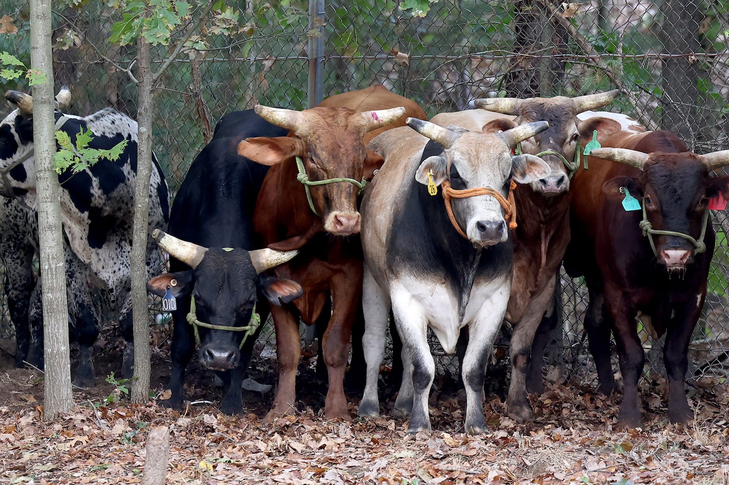 Eight bulls escaped their pen from a rodeo at Emerald Square Mall on Route 1 in North Attleborough on Sunday.