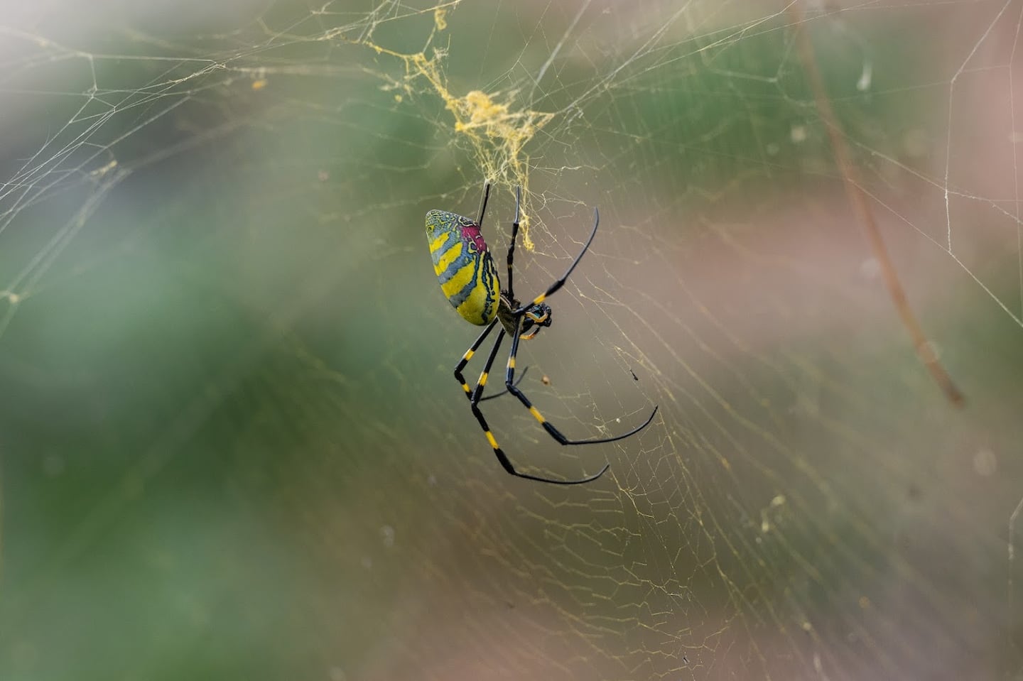 Joro spider photographed earlier this month on Beacon Hill.