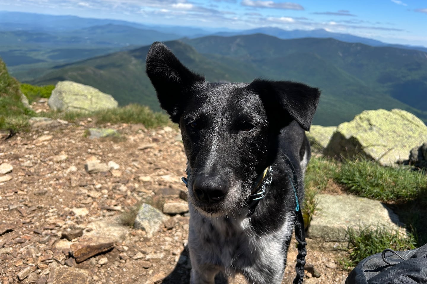 Alux the dog pictured on the Franconia Ridge Trail. This dog loves to hike and keeps the author busy in pursuit of new peaks as an excuse to tire him out.