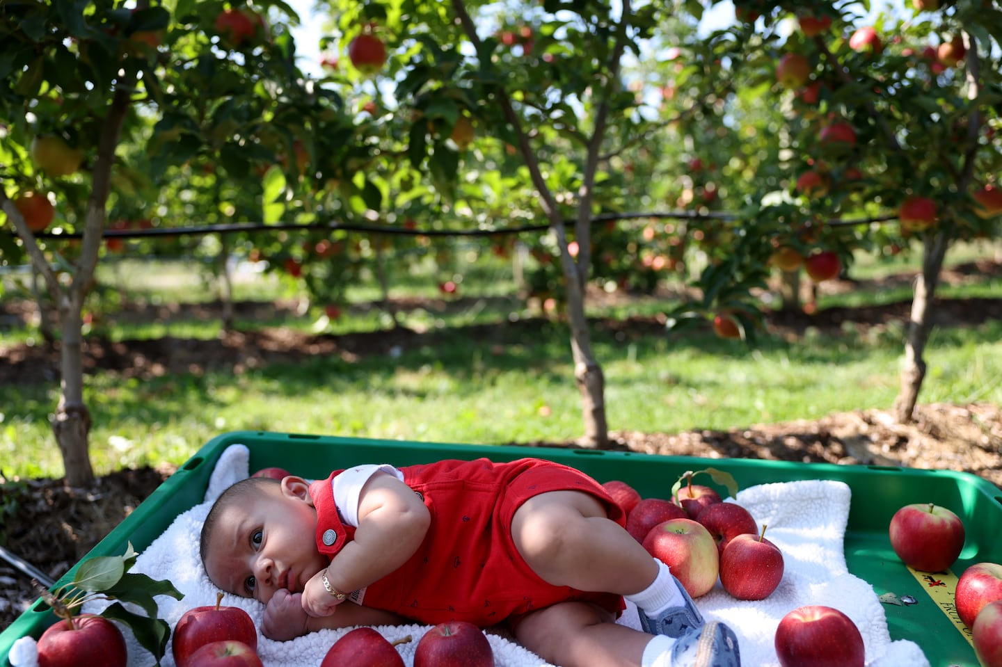 Three-month-old Joseph Fortunato was placed in a wagon surrounded by apples by his mom to have his photo taken at Tougas Family Farm in Northborough on Sept. 5.