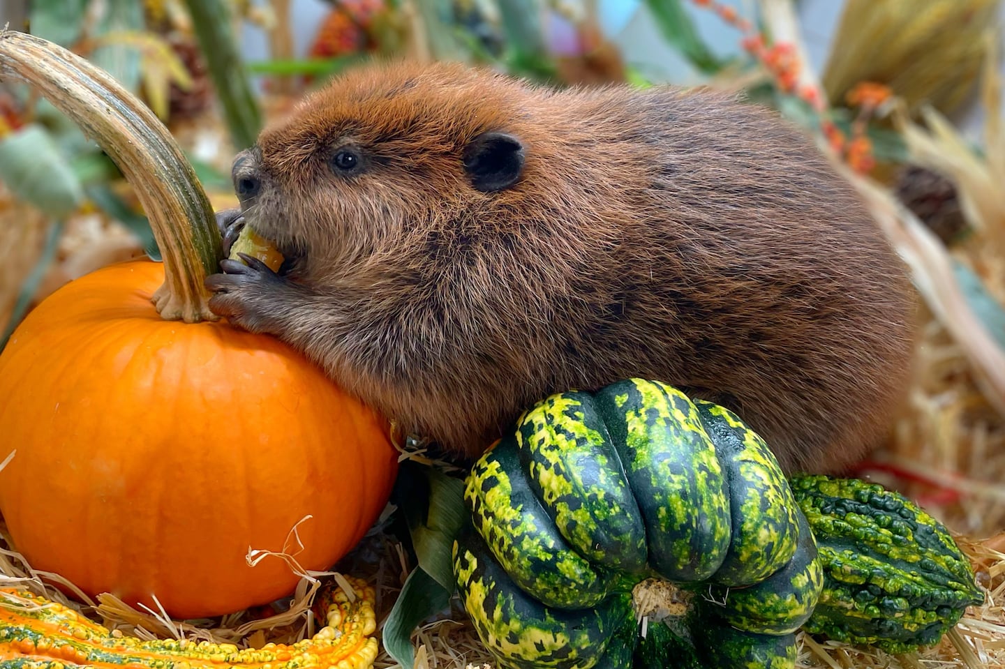 Nibi, a 1-year-old beaver, shown in 2023 at the Newhouse Wildlife Rescue in Chelmsford.