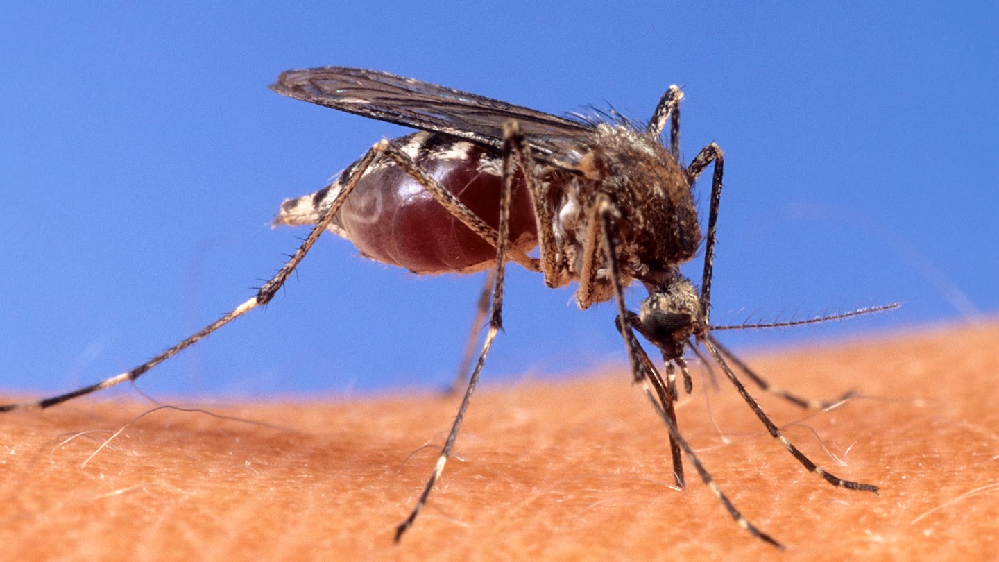 In this image provided by the USDA Agricultural Research Service, a mosquito stands upon human skin.