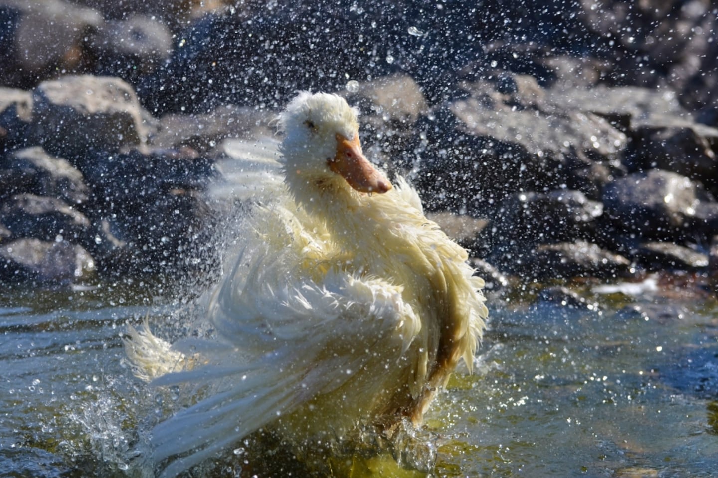 Erna, a 17-year-old Crested Pekin duck who resided at West Place Animal Sanctuary in Tiverton, R.I., has died, the sanctuary said on Oct. 3, 2024.