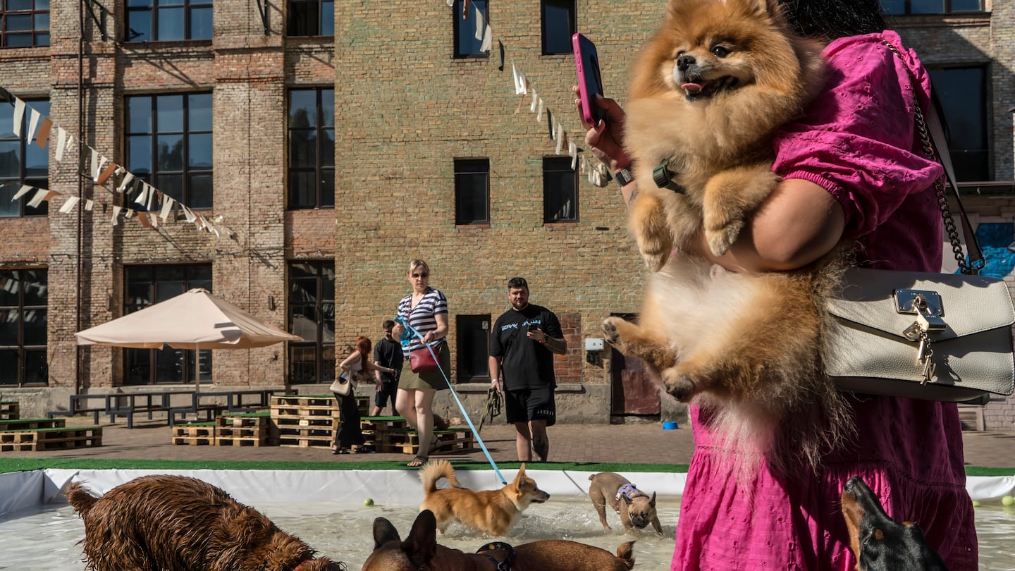 Dogs played at the PesDay festival in Kyiv, Ukraine, last month. The festival was a vivid illustration of the boom in dog ownership that has swept across Ukraine since Russia’s invasion.