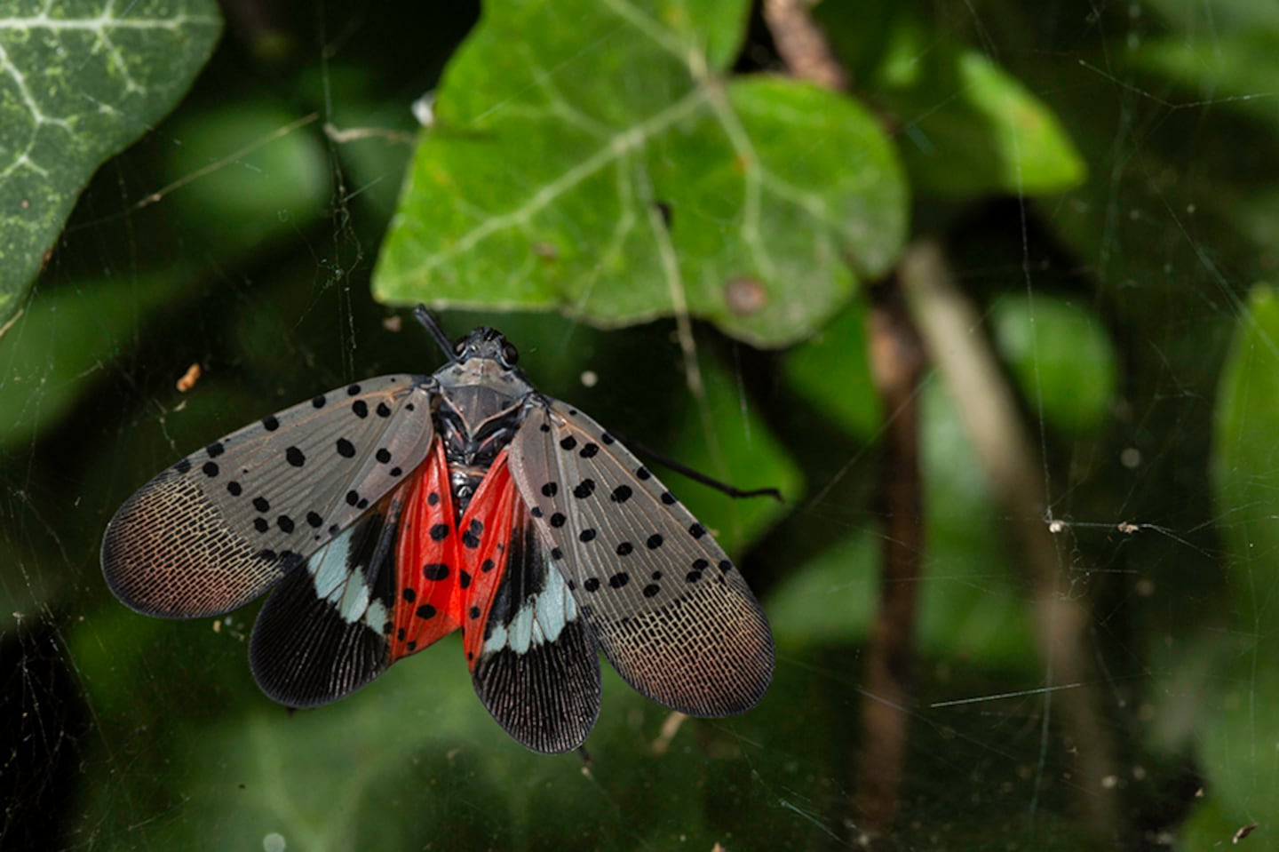 A spotted lanternfly.