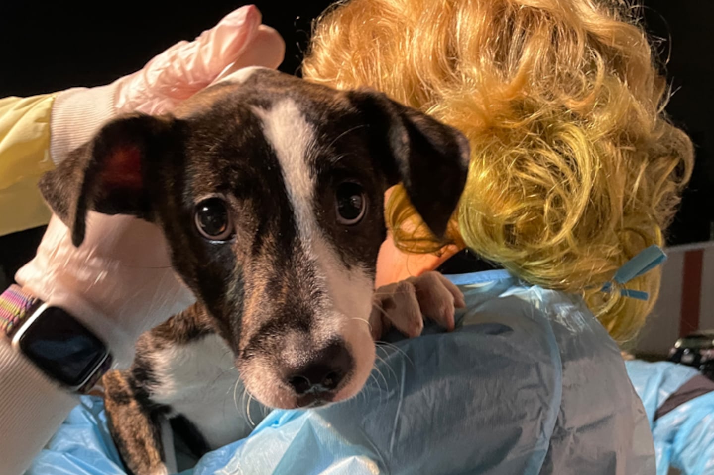 A transport of 15 dogs from the Humane Education Society and McKamey Animal Center in Chattanooga, Tennessee, traveled to the Northeast Animal Shelter in Salem on Oct. 1.