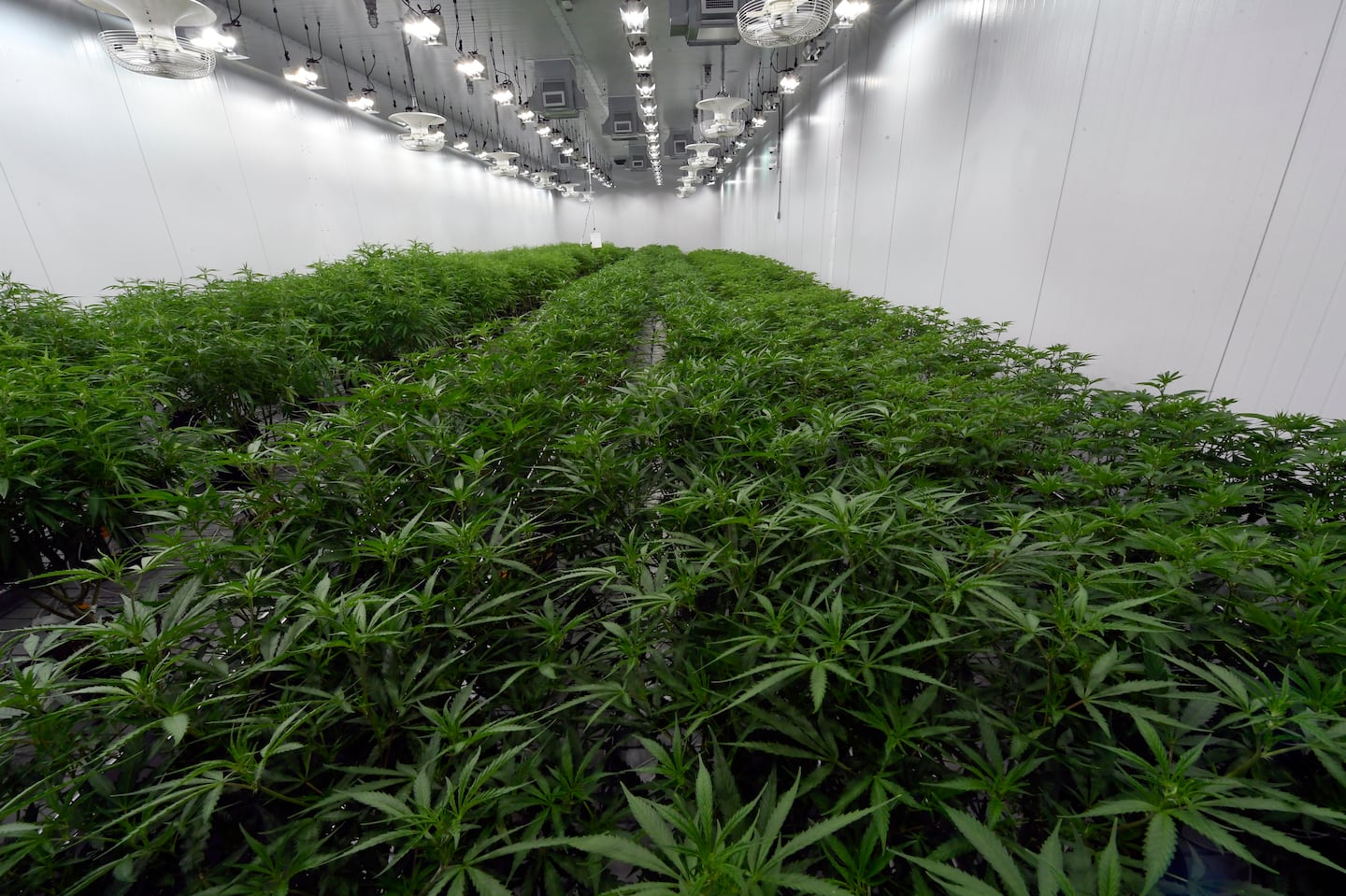 Medical marijuana plants were grown during a media tour of a Curaleaf medical cannabis cultivation and processing facility in Ravena, N.Y., on Aug. 22, 2019. Curaleaf was among two companies fined Thursday for violations in Massachusetts.