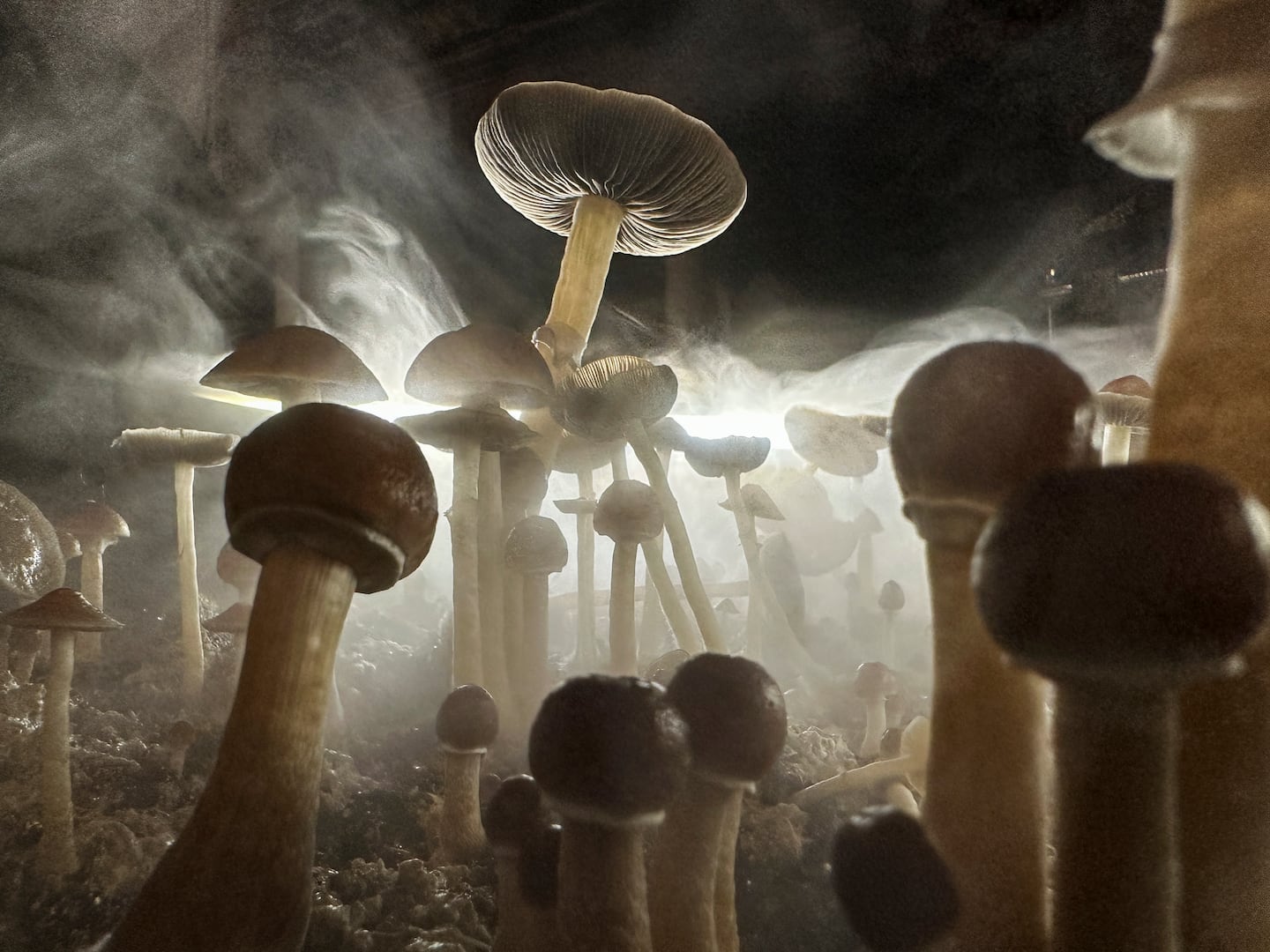 Psilocybin mushrooms ready for harvest in a humidified "fruiting chamber" in the basement of a private home in Fairfield County, Connecticut.