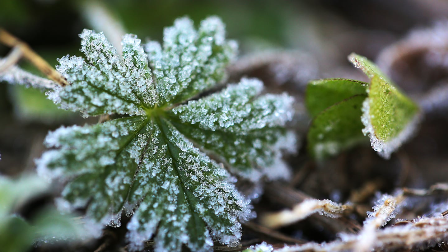 We have a couple of really cold nights coming up, prompting certain parts of New England to see their first frost of the season.