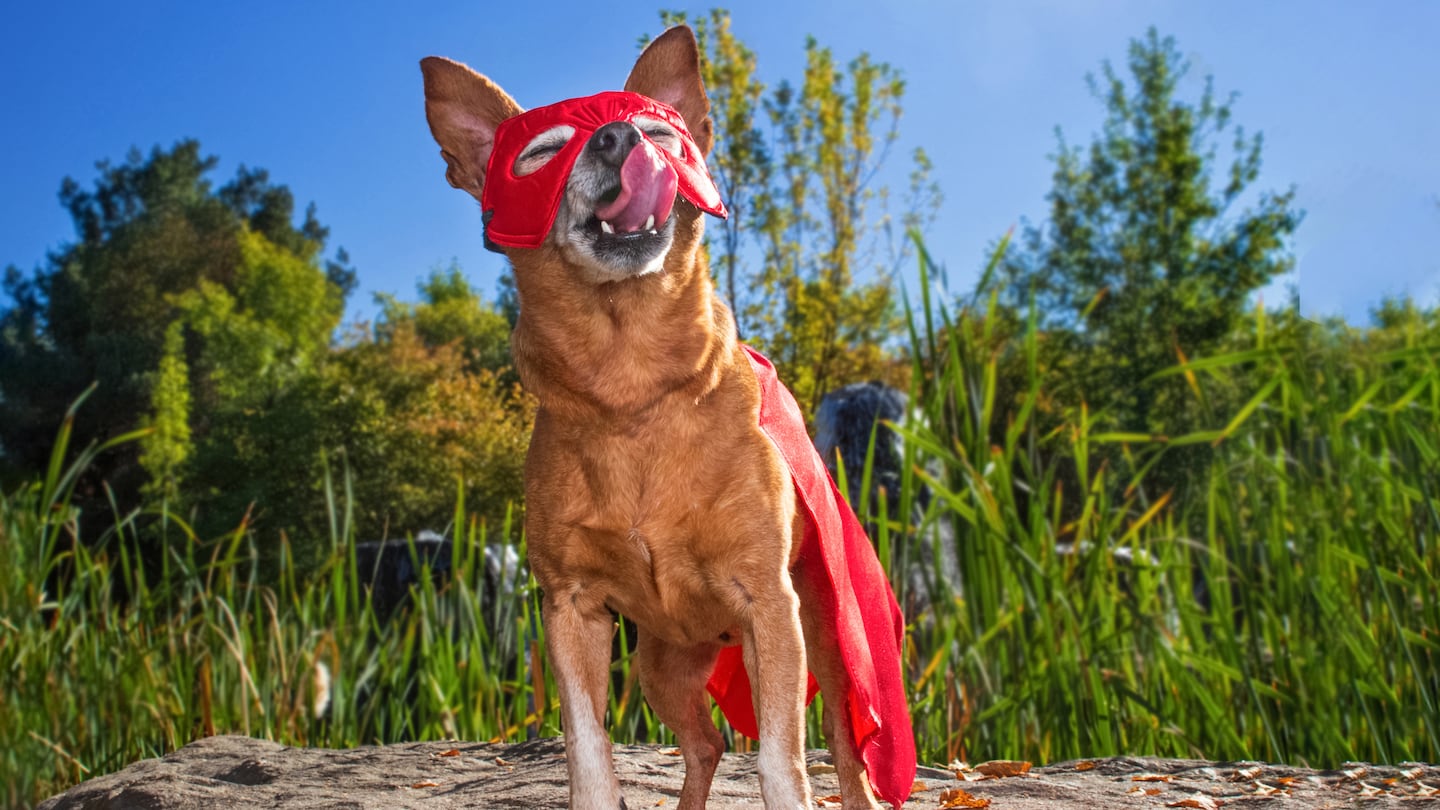 The 20th annual Jamaica Plain Canine Costume Parade is Saturday, October 26.