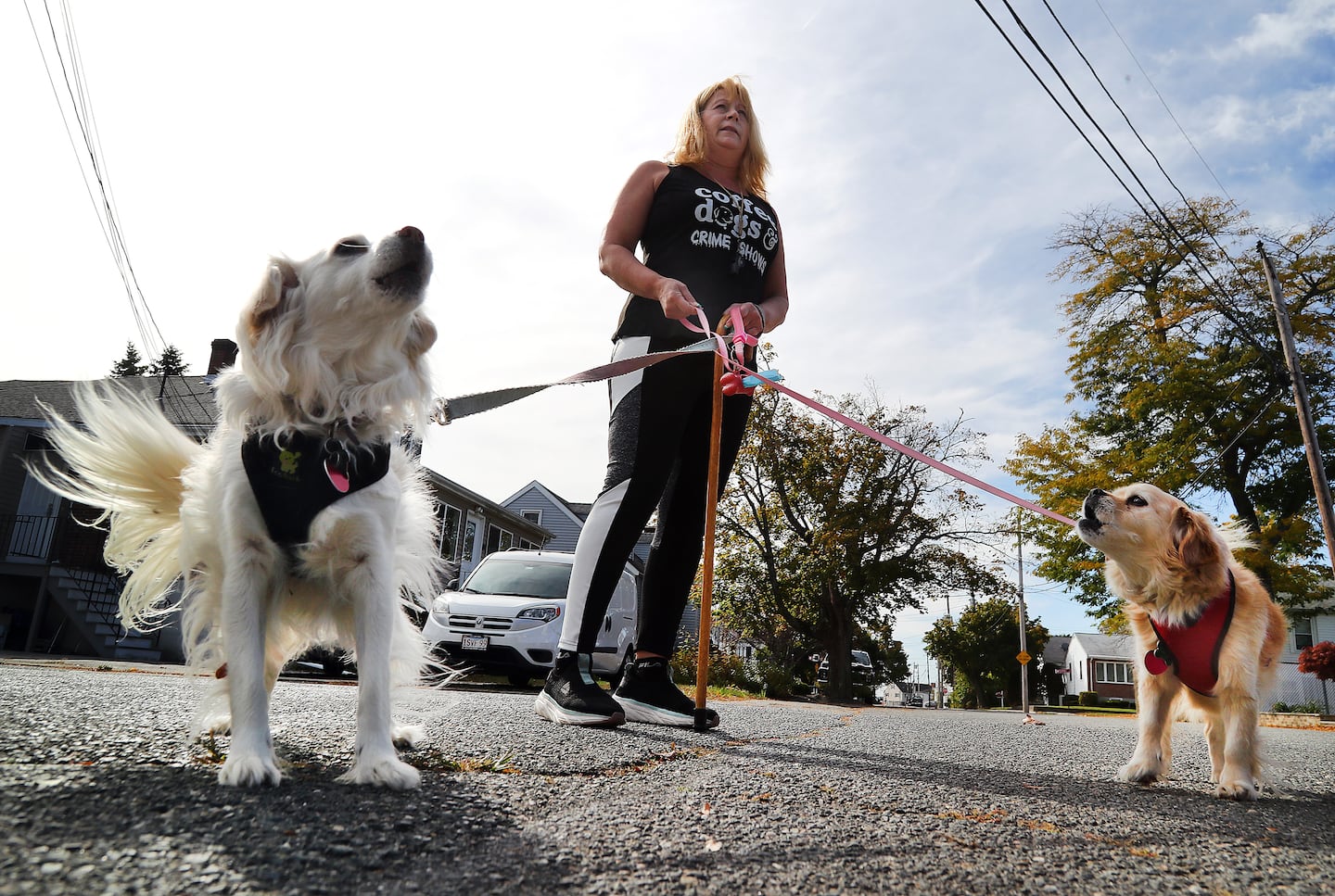 Amid recent coyote attacks, Ann Arsenault is taking no chances walking her dogs, Bunny and Bailey.