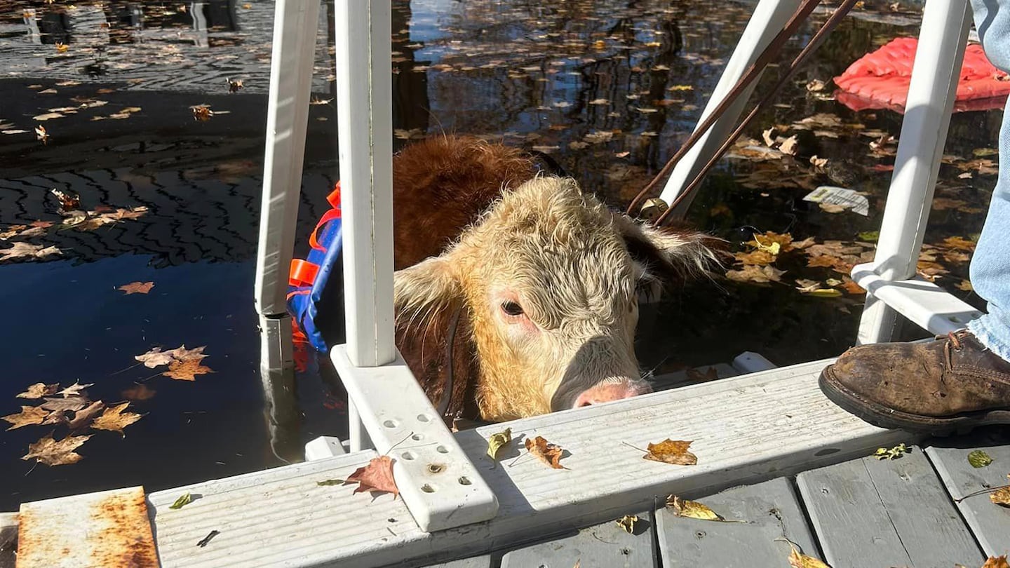 At 10:59 a.m. Monday, Tilton-Northfield Fire and Police responded to 12 Bay Hill Road to help the Lowrey family rescue their calf from a swimming pool.