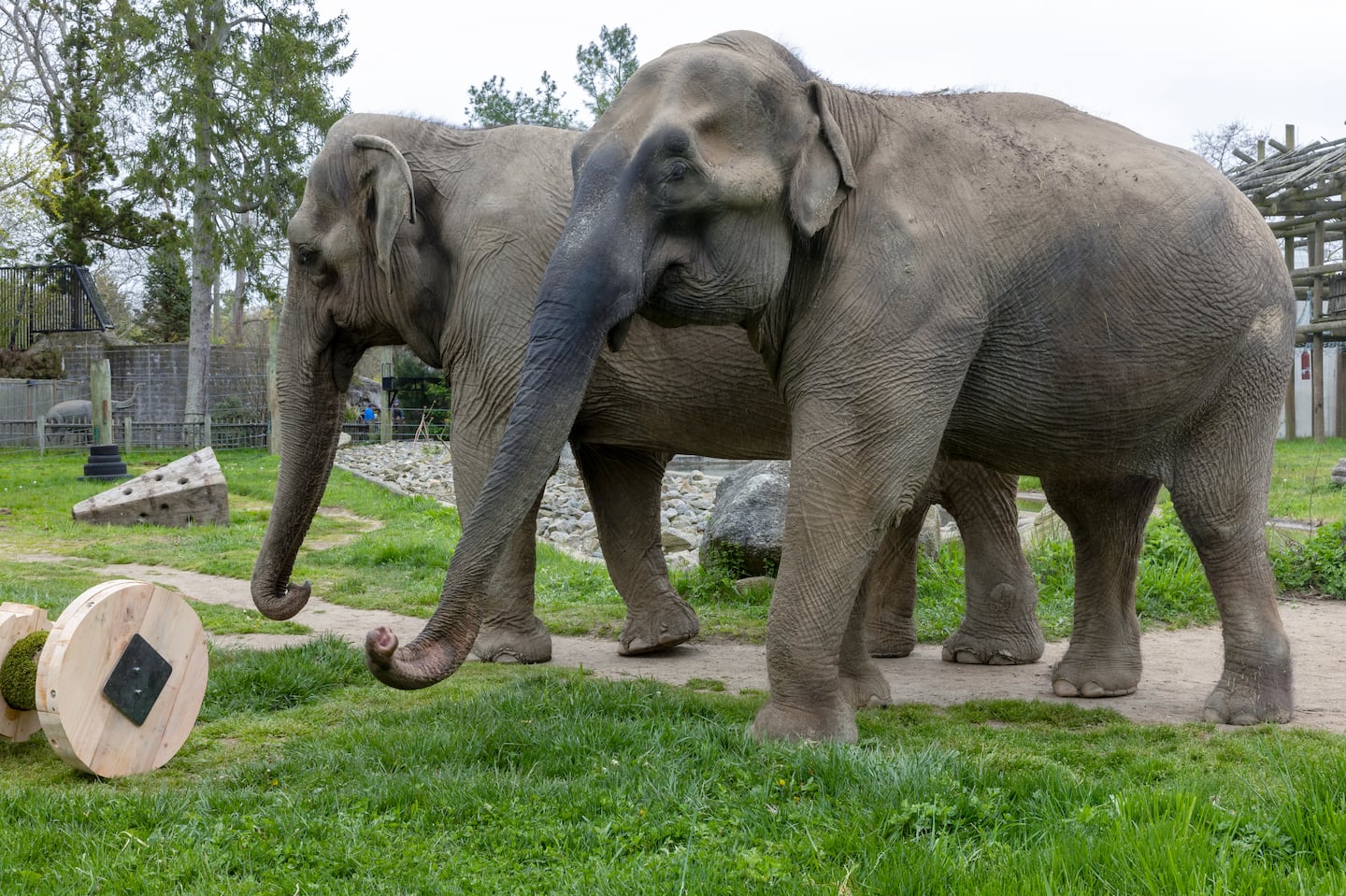 The Buttonwood Park Zoo is home to two endangered Asian elephants: Ruth (front) and Emily, shown in May. Zoo officials announced this week that Ruth, 66, has entered end-of-life care.