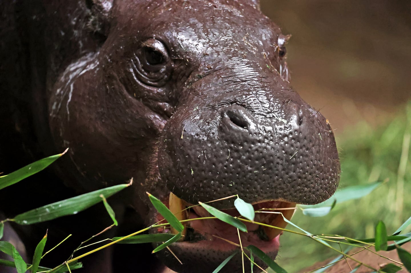 Ptolemy, a pygmy hippo, eats breakfast at the Franklin Park Zoo.