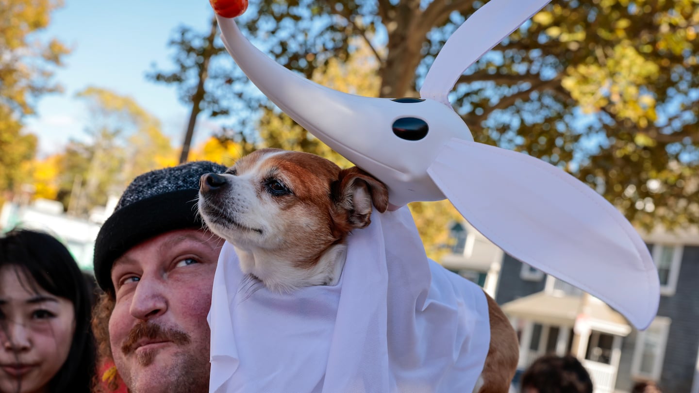 Matt Sandofsky dressed his dog as Zero from the 1993 stop-motion Disney film "The Nightmare Before Christmas" during the 20th annual Jamaica Plain Canine Costume Parade.