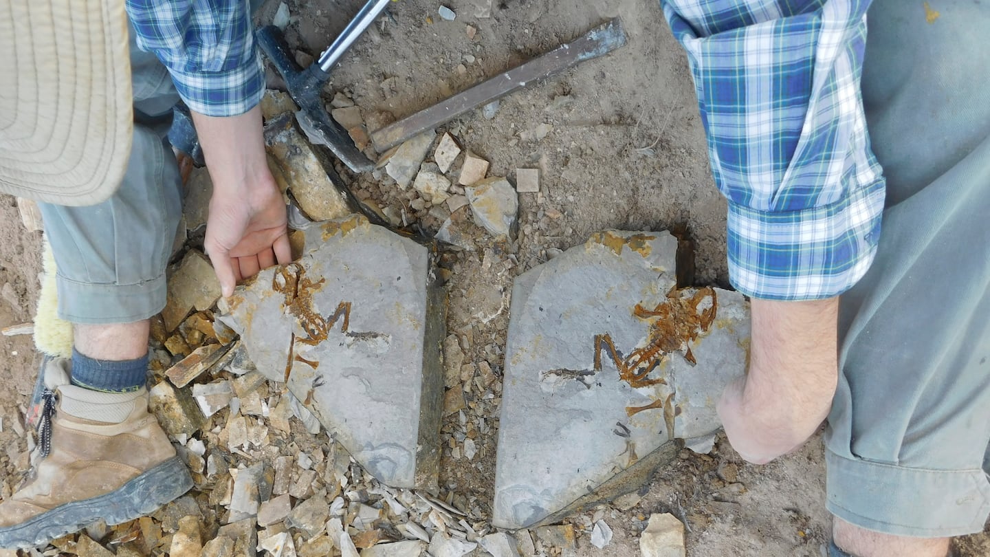 This image provided by Mariana Chuliver shows paleontologist Matías Motta at the fossil site "Estancia La Matilde" in Patagonia, Argentina showing an adult specimen of the fossil frog Notobatrachus degiustoi.