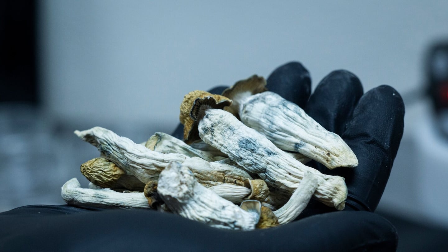 A laboratory technician displayed mushrooms that contain psilocybin, a hallucinogenic substance, at Rose City Laboratories in Portland, Oregon.