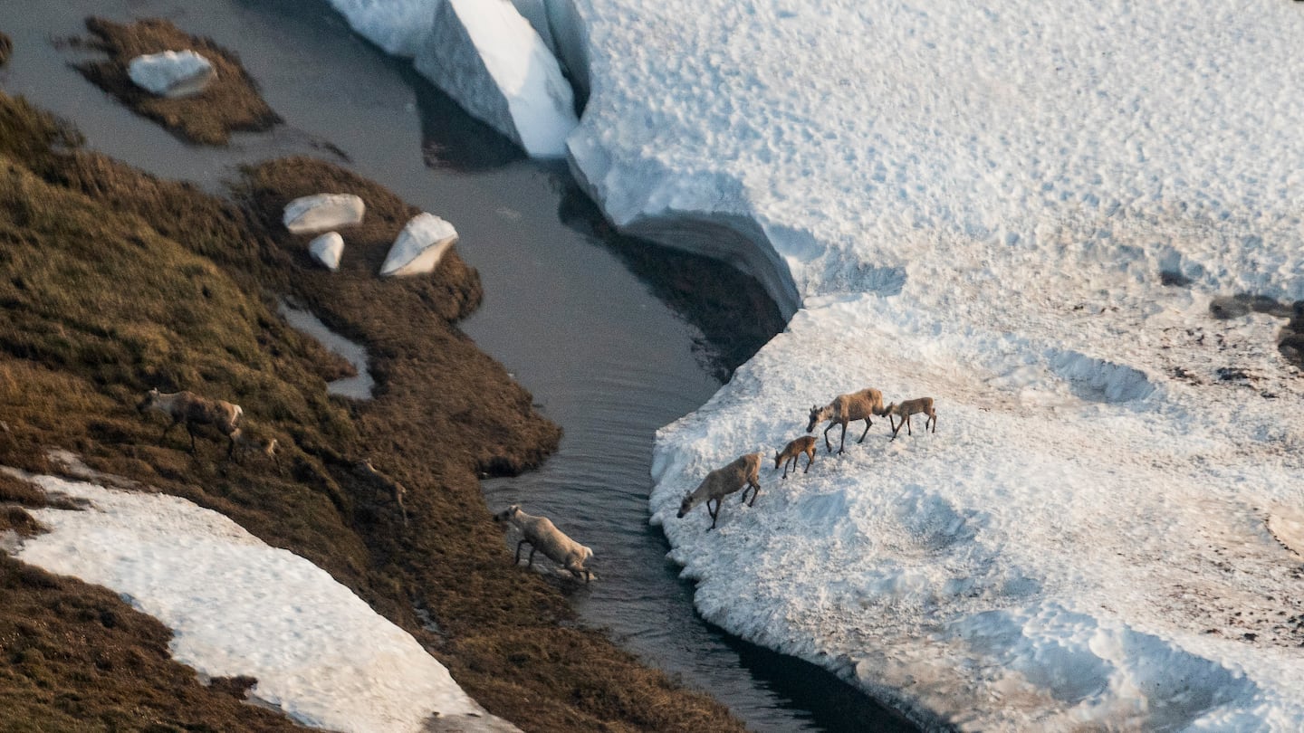 Caribou in the Arctic National Wildlife Refuge. The fates of the refuge's wildlife and oil reserves have been fought over for half a century.