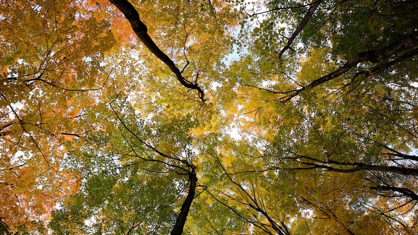 Fall foliage along Vermont's Lake Willoughby.