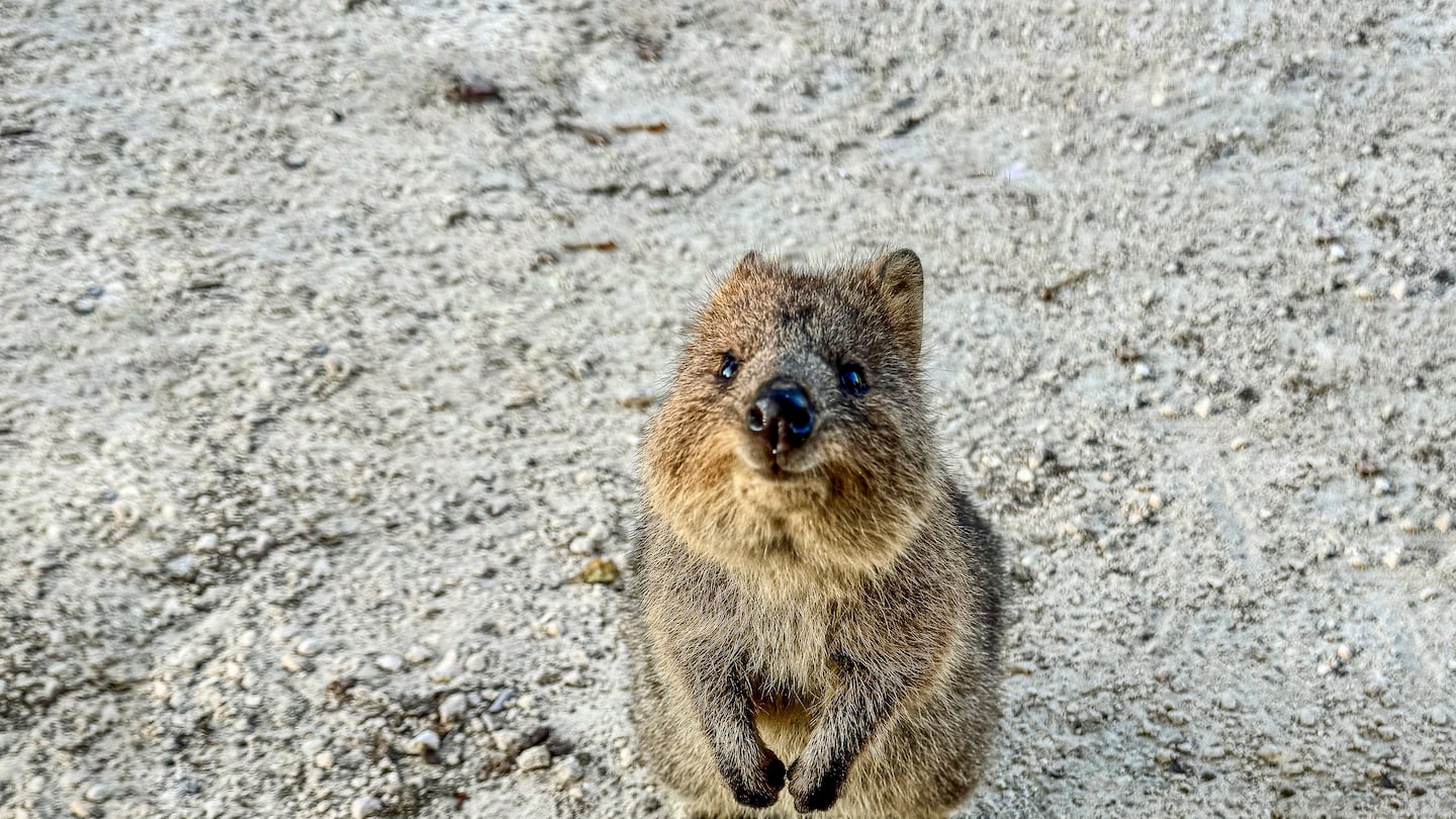 Quokkas are known as "the happiest animal in the world" thanks to their unique expressions. The friendly marsupials are found in limited numbers in Western Australia.