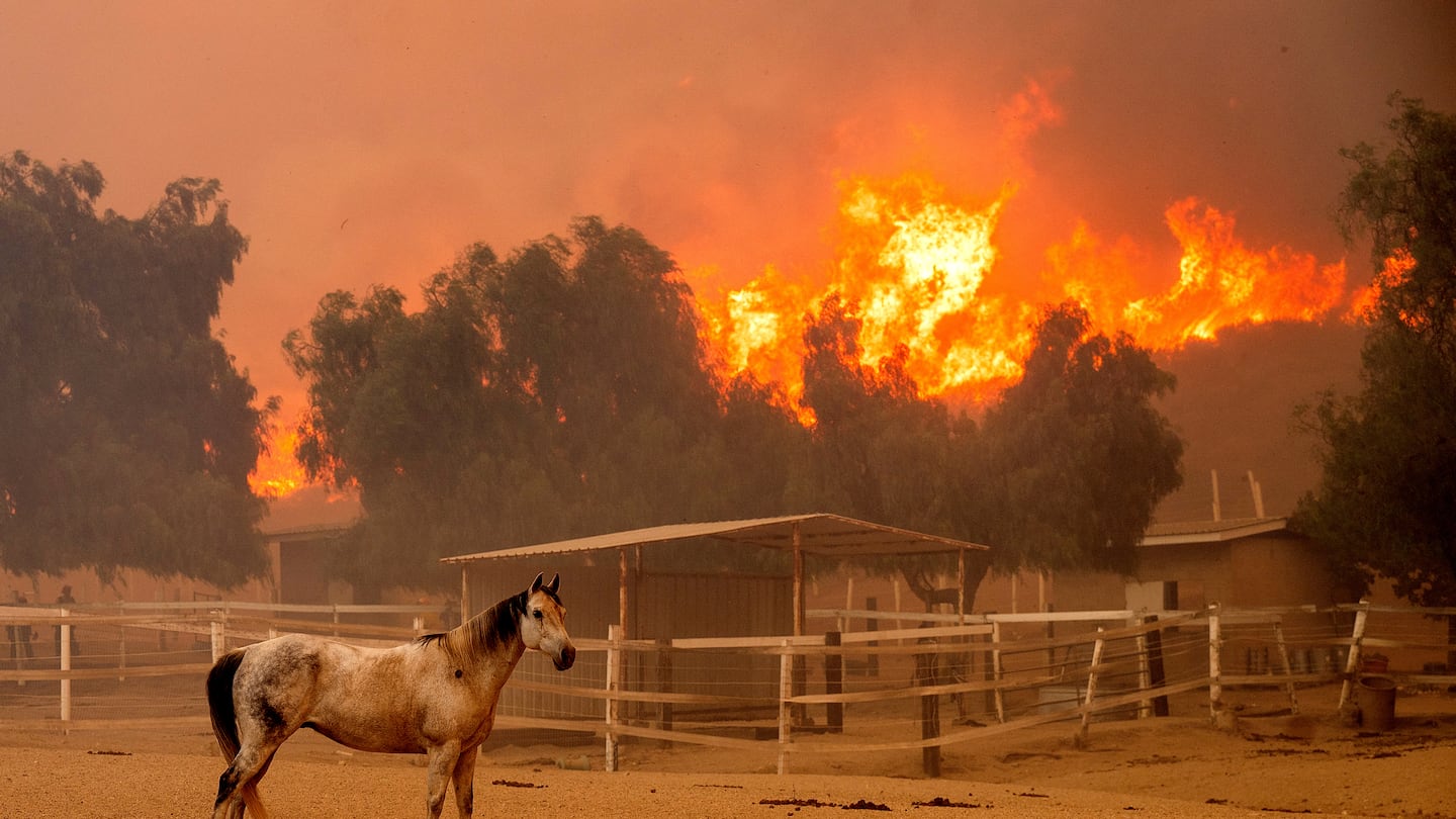 Flames from the Mountain Fire leap along a hillside as a horse stands in an enclosure at Swanhill Farms in Moorpark, Calif., on Nov. 7.