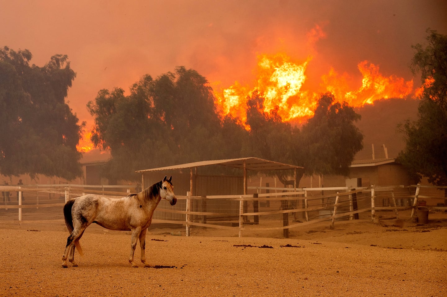 Flames from the Mountain Fire leap along a hillside as a horse stands in an enclosure at Swanhill Farms in Moorpark, Calif., on Nov. 7.